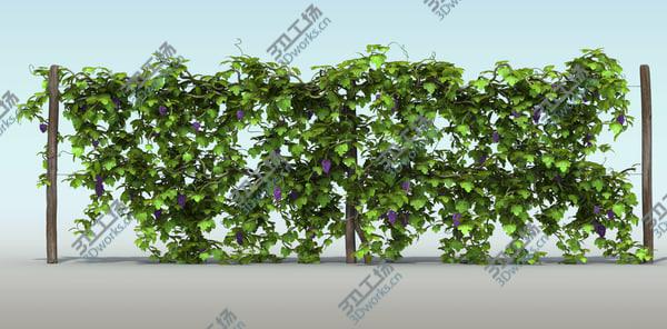 images/goods_img/20210312/Vineyard Pack/5.jpg